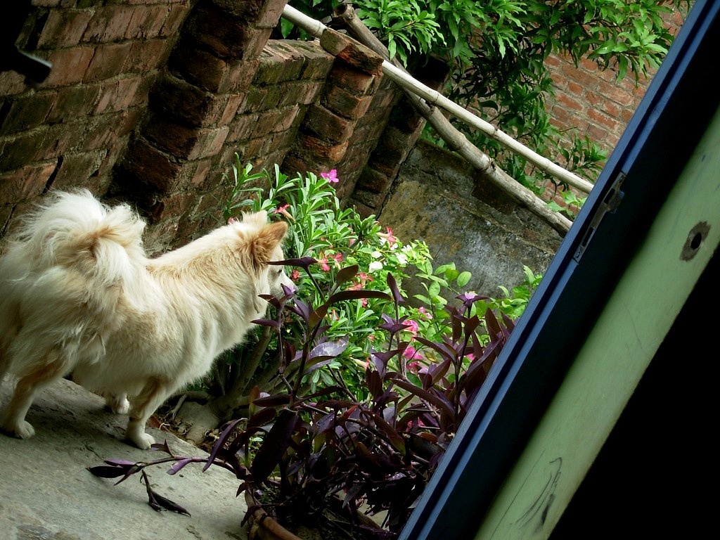 Maxi is the leader and seeing if my grandma's cat is in plan of any penetration in our fort.